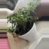 plant/Goldfish Plant-0-thumbnail