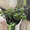 plant/Goldfish Plant-1-thumbnail