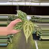 plant/Seed grown anthurium minahasa x red crystallinum (indo) starter plant growers ch-3-thumbnail