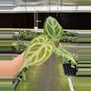plant/Seed grown anthurium minahasa x red crystallinum (indo) starter plant growers ch-1-thumbnail