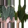 plant/Seed grown anthurium ferrari x pap (indo) starter plant growers choice-0-thumbnail