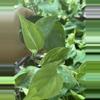 plant/Variegated Heart leaf philodendron-0-thumbnail