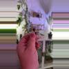plant/Alocasia Psuedo Pink - CORM #4-3-thumbnail