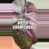 free_shipping/Buyer’s Choice of Corm ***ADD ON ONLY*** (NOT listing for corm itself)***-0-thumbnail