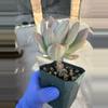 plant/Pachyveria Pachytoides var 2.75" pot-1-thumbnail