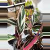 plant/191 stromanthe triostar-0-thumbnail