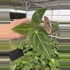 plant/Seed grown anthurium ferrari x pap (indo) starter plant growers choice-5-thumbnail