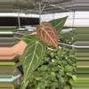 plant/Seed grown anthurium ferrari x pap (indo) starter plant growers choice-3-thumbnail