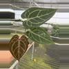plant/Seed grown anthurium dressleri (indo) x silver mask starter plant growers choic-1-thumbnail