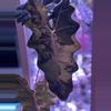 plant/Alocasia Psuedo Pink - CORM #4-0-thumbnail
