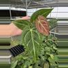 plant/Seed grown anthurium ferrari x pap (indo) starter plant growers choice-2-thumbnail