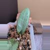 plant/Hoya sp. Lai Chau Silver-1-thumbnail