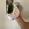 plant/Alocasia Pink Black Velvet Corm-1-thumbnail