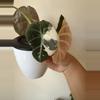 plant/Alocasia Pink Black Velvet Corm-3-thumbnail