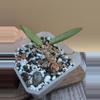 plant/Hoya sp. Lai Chau Silver (narrow)-2-thumbnail