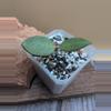 plant/Hoya sp. Lai Chau Silver (narrow)-0-thumbnail