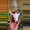 plant/CUSTOM Wild Frontier 2in Pot - BASIC/SPECIALTY-0-thumbnail