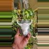 plant/CUSTOM Wild Frontier 2in Pot - BASIC/SPECIALTY-3-thumbnail