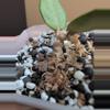 plant/Hoya sp. Lai Chau Silver (narrow)-1-thumbnail