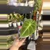 plant/Alocasia Black Velvet #23-1-thumbnail