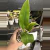 plant/Philodendron Imperial Green #15-1-thumbnail