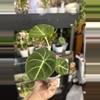 plant/Alocasia Black Velvet #23-0-thumbnail