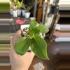 plant/Philodendron Birkin #14-0-thumbnail