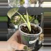 plant/Alocaisa Black Velvet (#24)-1-thumbnail