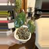plant/Alocasia Polly Offshoot #20-1-thumbnail