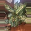 plant/Dumb cane-2-thumbnail