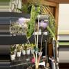 plant/Philodendron Paraiso Verde #13-0-thumbnail