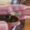plant/Anthurium seedling 293 bess galaxy aff x Esmeraldense x lux-2-thumbnail