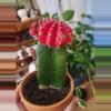 plant/Moon cactus medium size-0-thumbnail