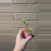 plant/Dragon scale mint alocasia-0-thumbnail