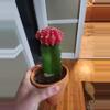 plant/Moon cactus medium size-4-thumbnail