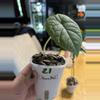 plant/Alocasia Melo #21-0-thumbnail