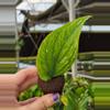 plant/Rhaphidaphora korthalsii thai constellation starter plant growers choice-1-thumbnail