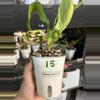 plant/Philodendron Imperial Green #15-0-thumbnail