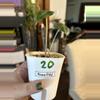 plant/Alocasia Polly Offshoot #20-0-thumbnail