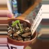 plant/Anthurium 295 bess galaxy aff x Esmeraldense x lux-2-thumbnail