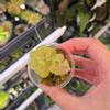 plant/Pinguicula Johanna-0-thumbnail