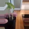 plant/Syngonium batik-2-thumbnail