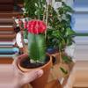 plant/Moon cactus medium size-3-thumbnail