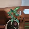 plant/Dumb cane-1-thumbnail
