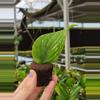 plant/Rhaphidaphora korthalsii thai constellation starter plant growers choice-4-thumbnail