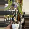 plant/Philodendron Paraiso Verde #13-2-thumbnail