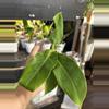plant/Philodendron Imperial Green #16-0-thumbnail