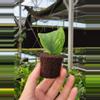 plant/Rhaphidaphora korthalsii thai constellation starter plant growers choice-5-thumbnail