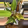 plant/Philodendron McColley’s Finale #17-0-thumbnail