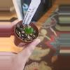 plant/Anthurium 295 bess galaxy aff x Esmeraldense x lux-0-thumbnail